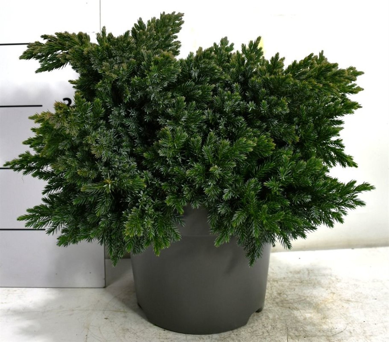 Juniperus squamata 'Blue Star' - C7.5 30-40 CM